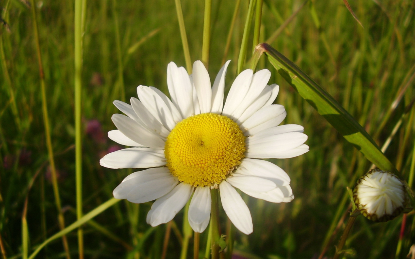 Полевая ромашка и бутон