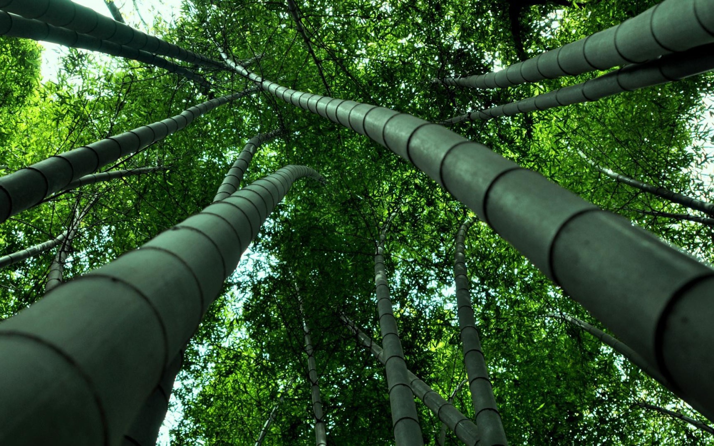 Бамбуковые деревья уходят ввысь