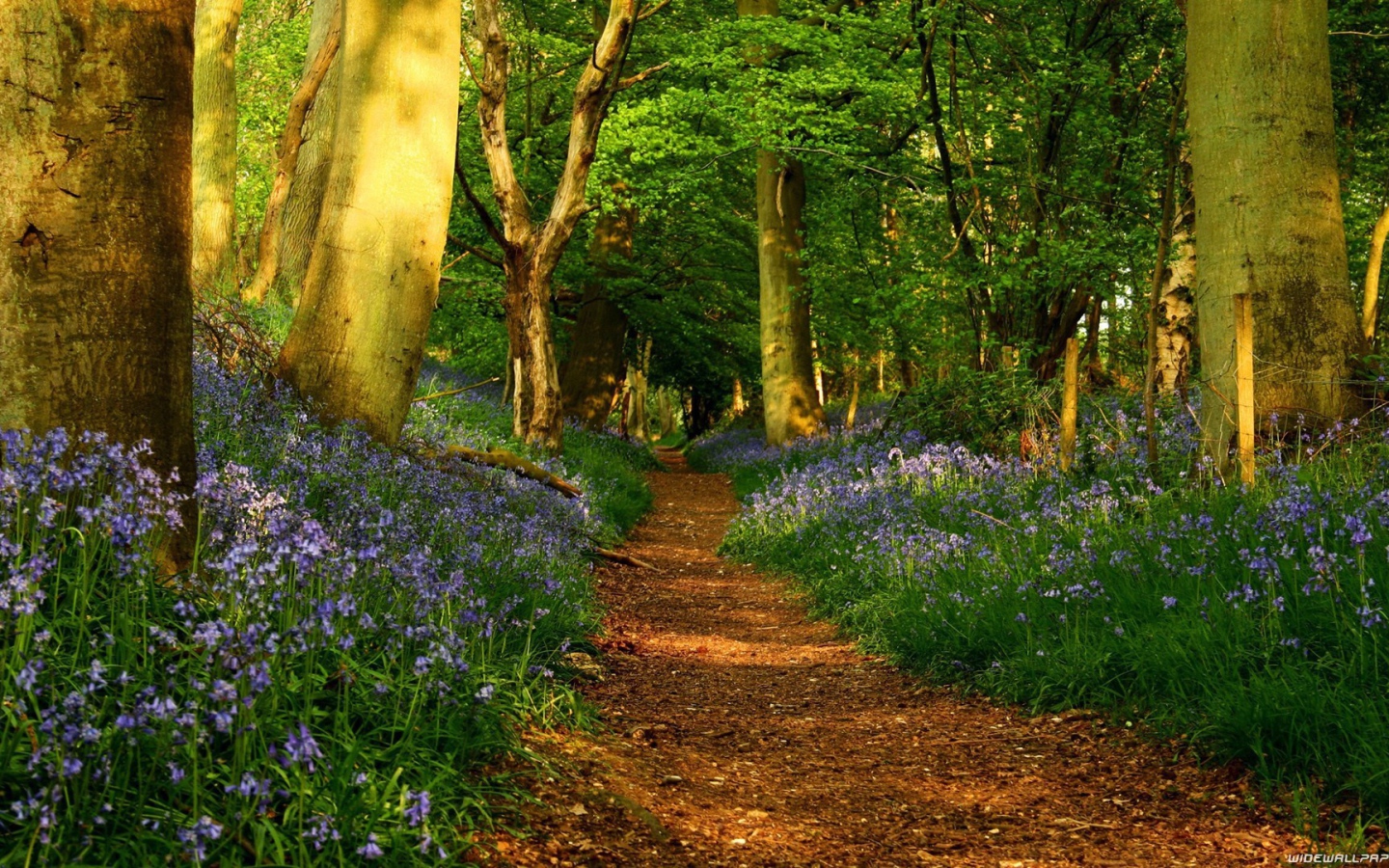 Голубые цветы по обочинам тропы в лесу