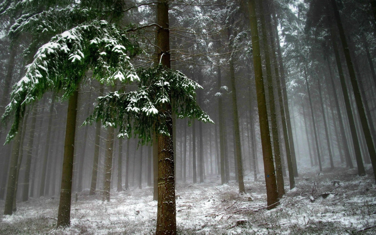 Холодный зимний лес