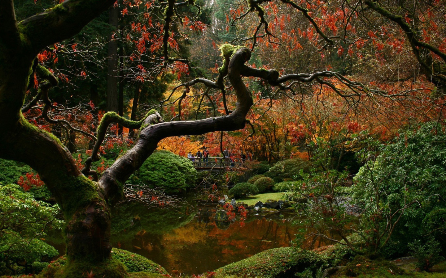 Засохшее дерево в японском саду