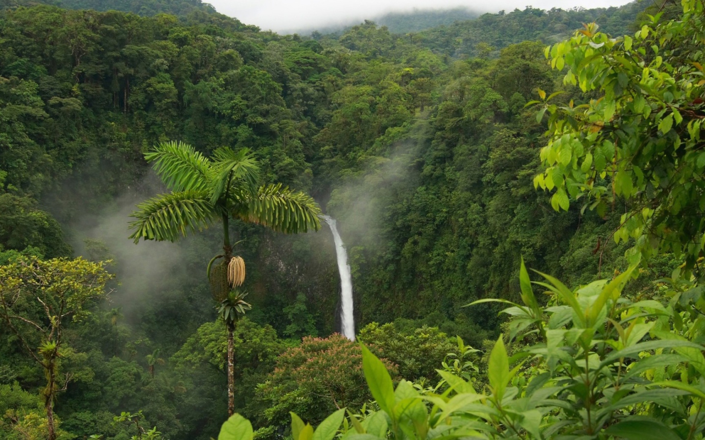 Одинокая пальма в джунглях