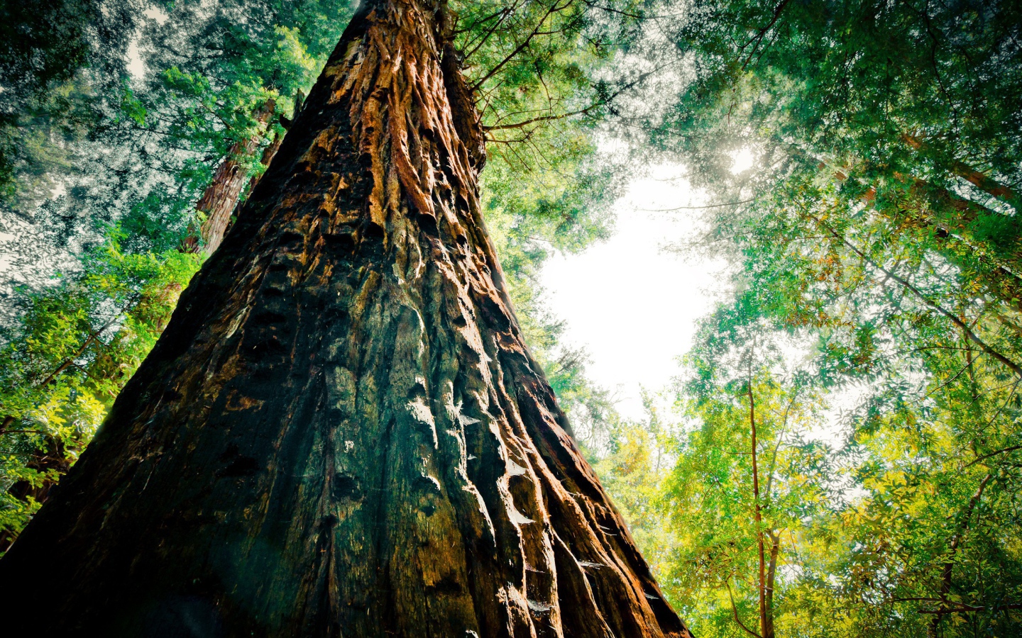 Могучая секвойя в лесу