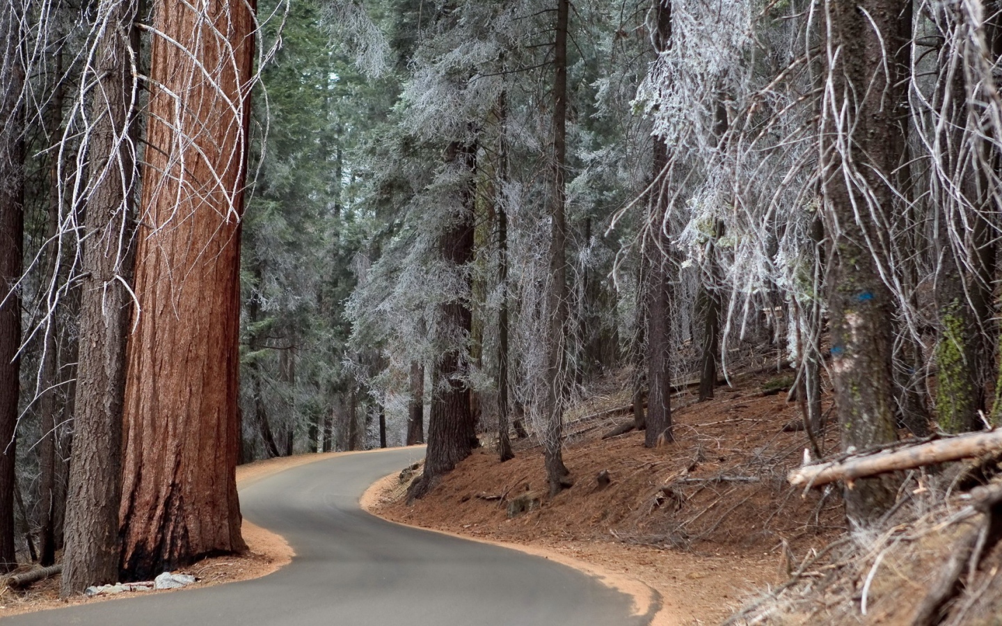 Утренний иней на могучих деревьях в лесу