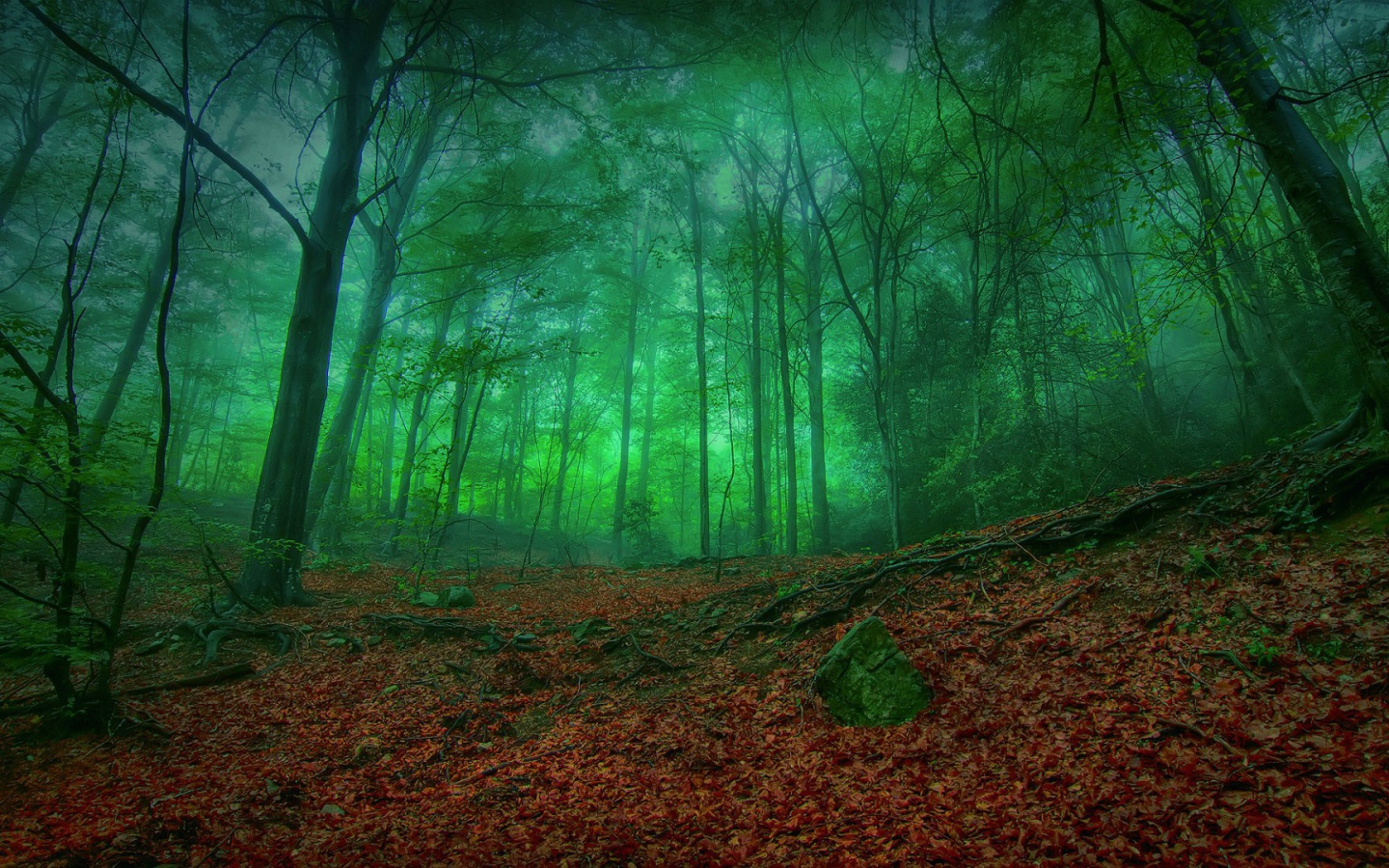 Мистический зеленый лес
