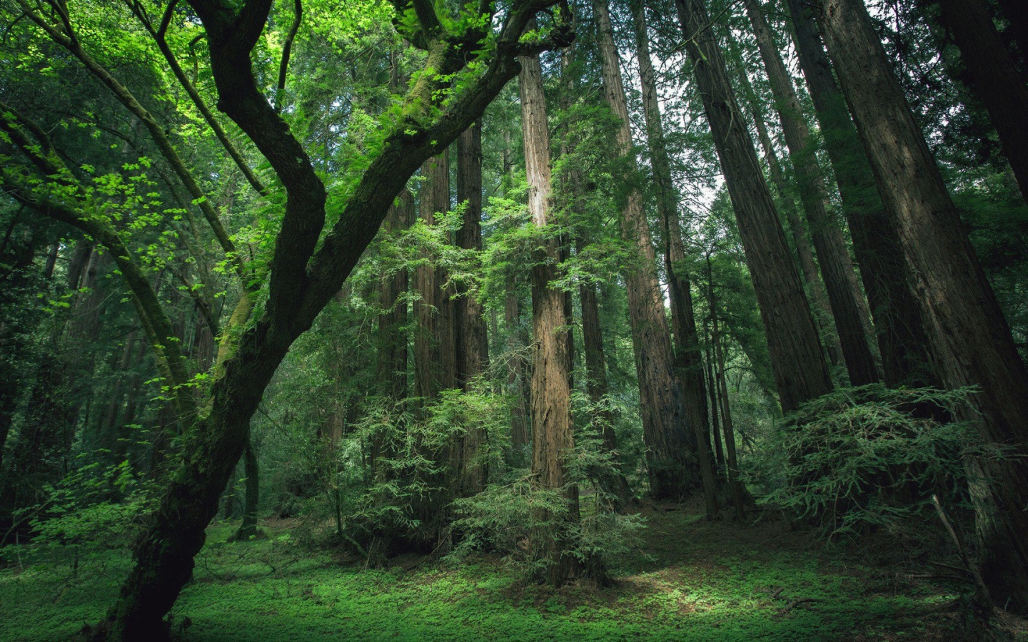 Деревья секвойи в лесу