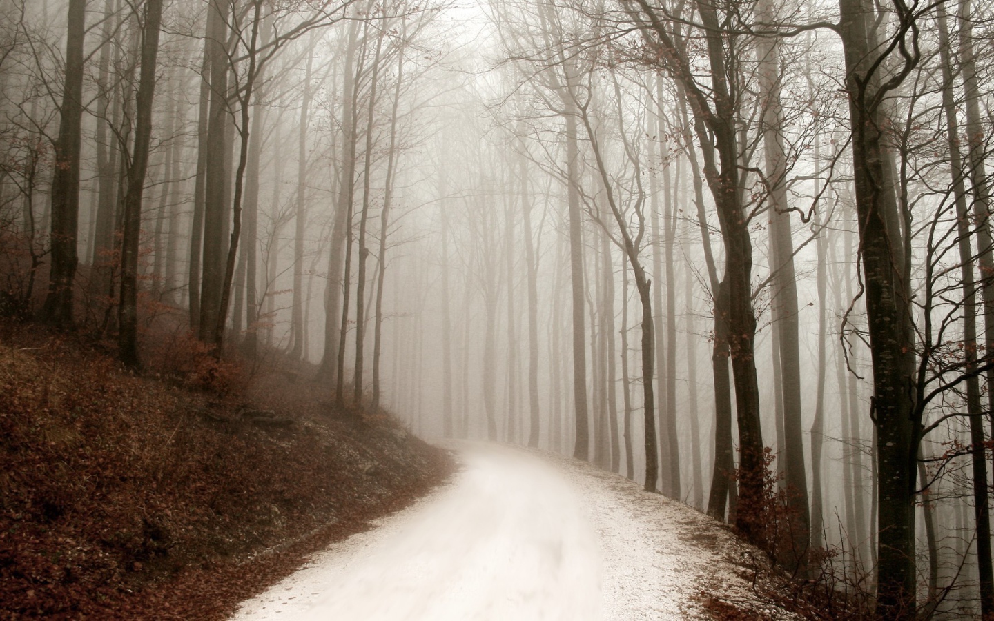 Снег покрыл грунтовую дорожку в лесу