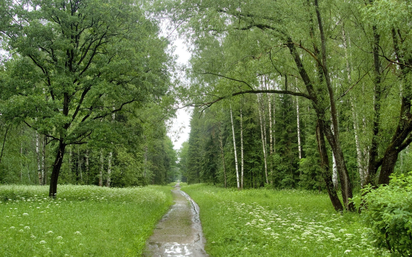 Ручей в березовом лесу