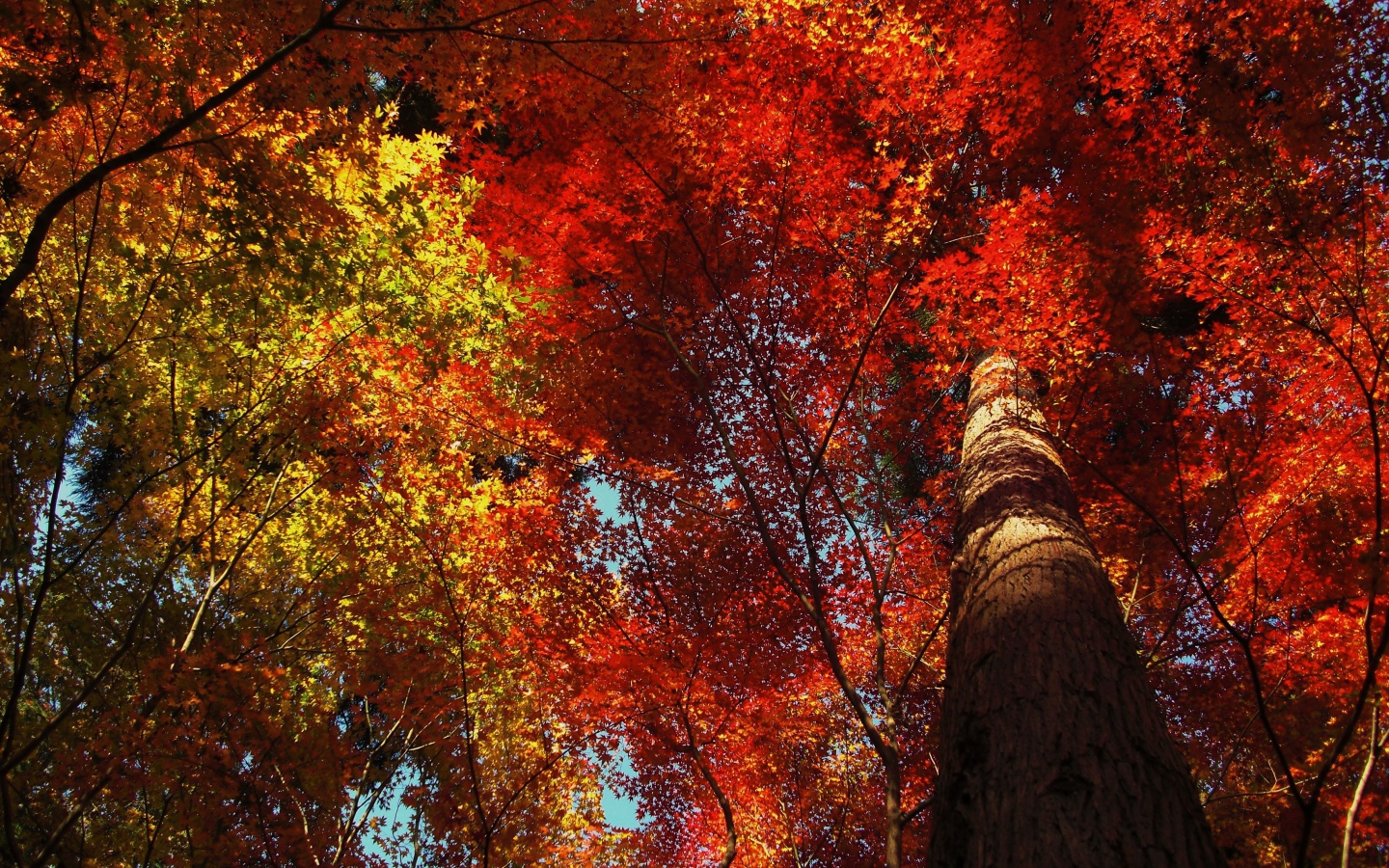 Высокое дерево в осеннем лесу