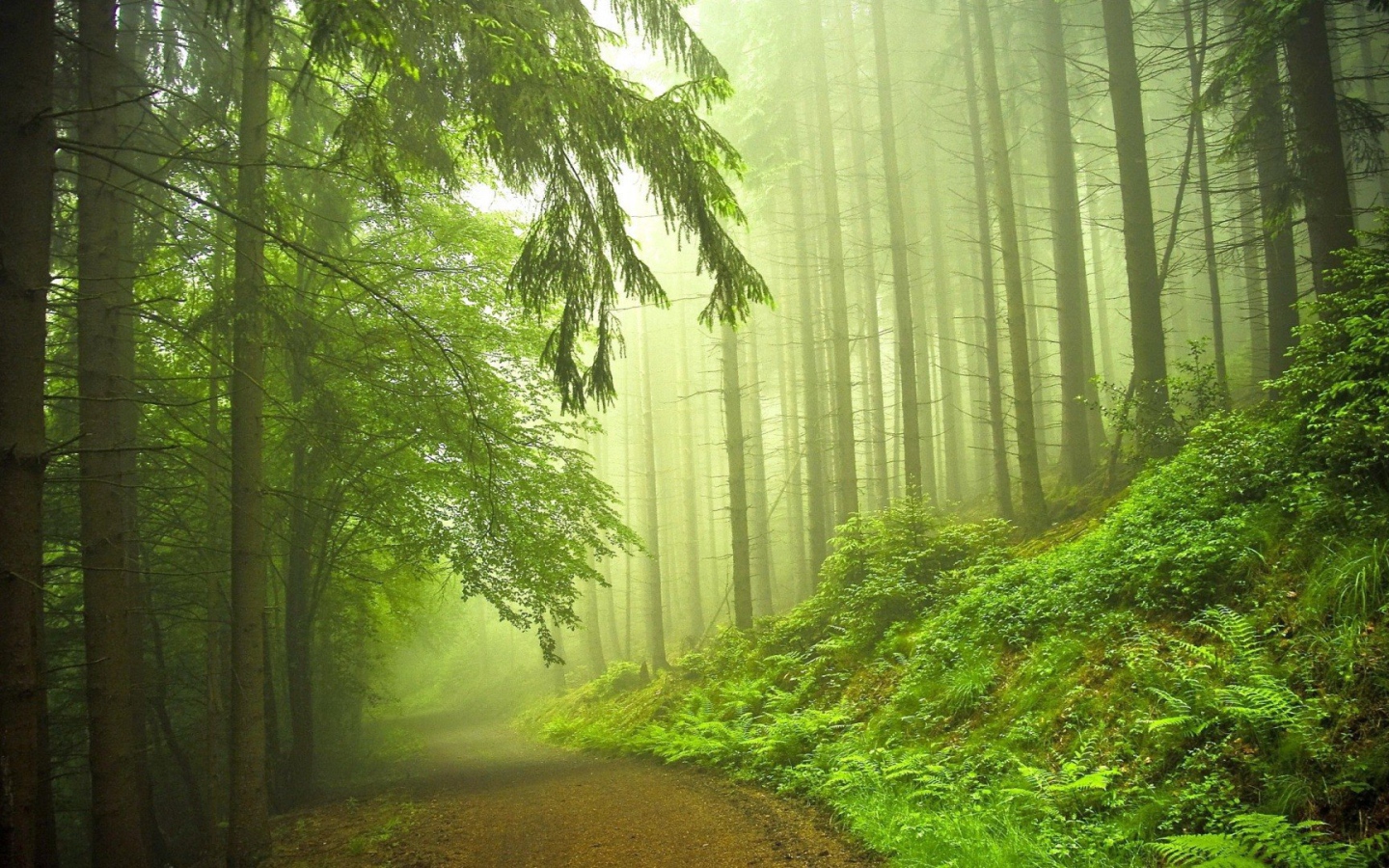Дорога в туманном хвойном лесу