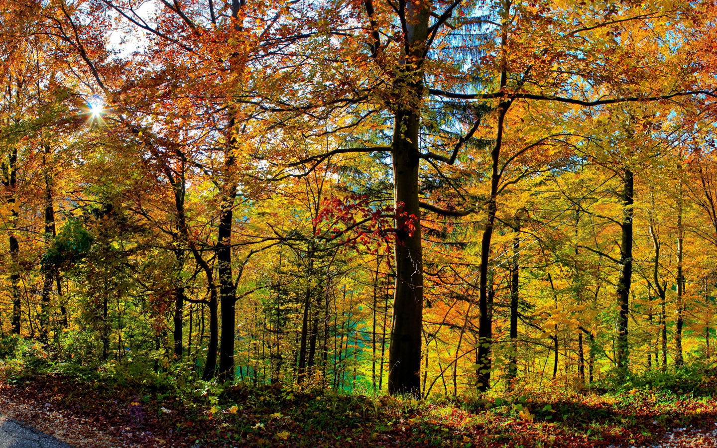Густой осенний лес
