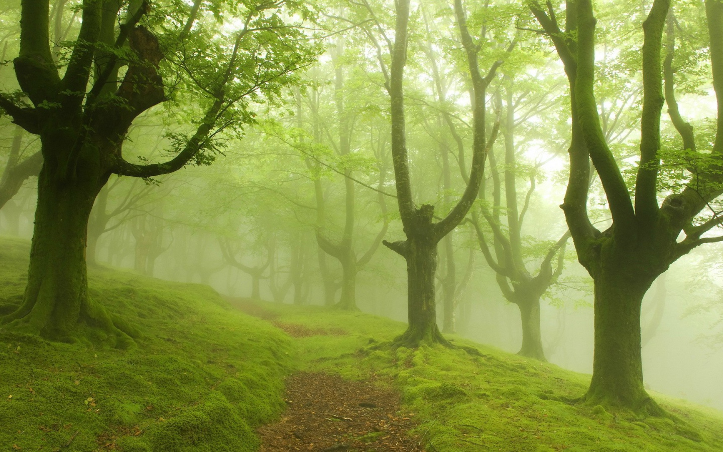 Густой туман в лесу
