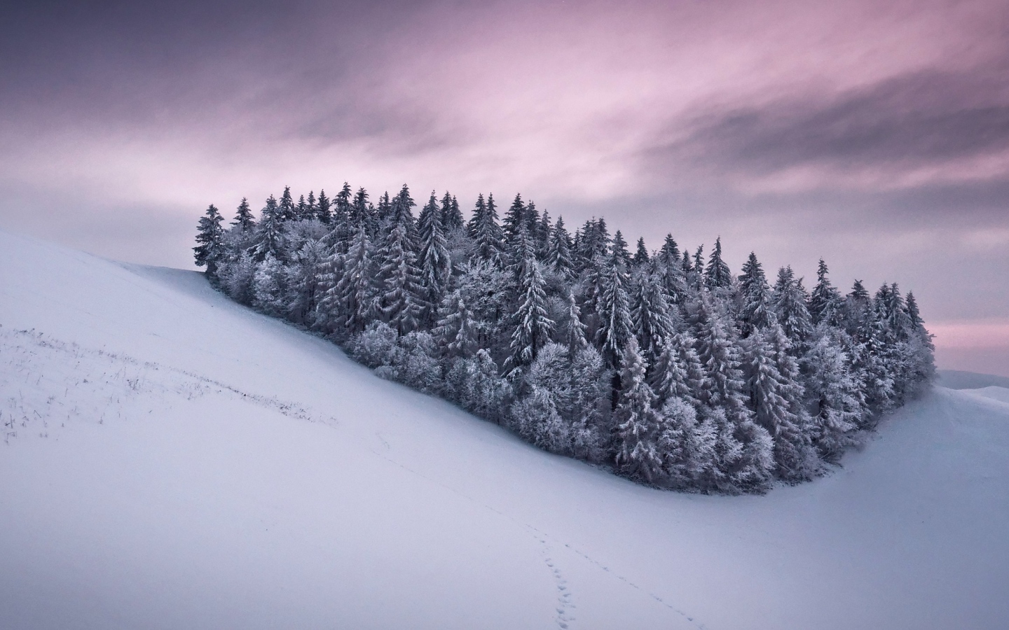 Роща из сосновых деревьев в горах