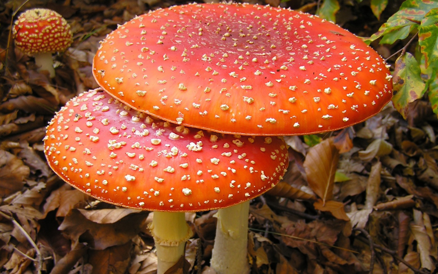 Большие мухоморы в лесной чаще