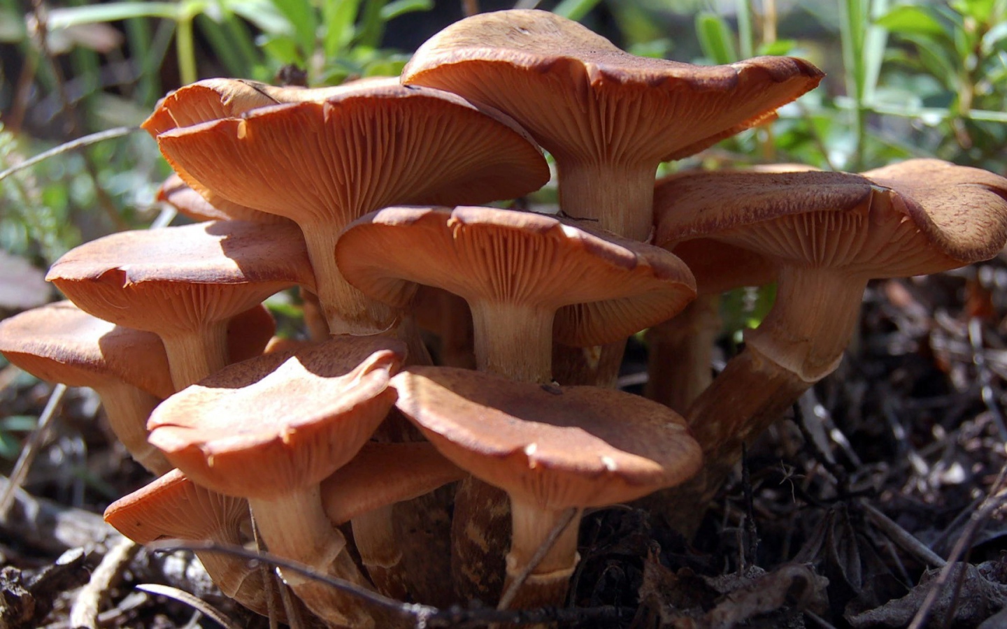 Семья грибов из грибницы