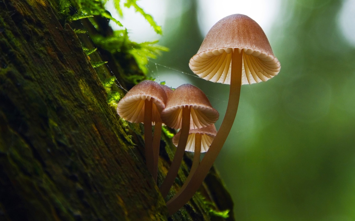 Family of mushrooms on tree bark