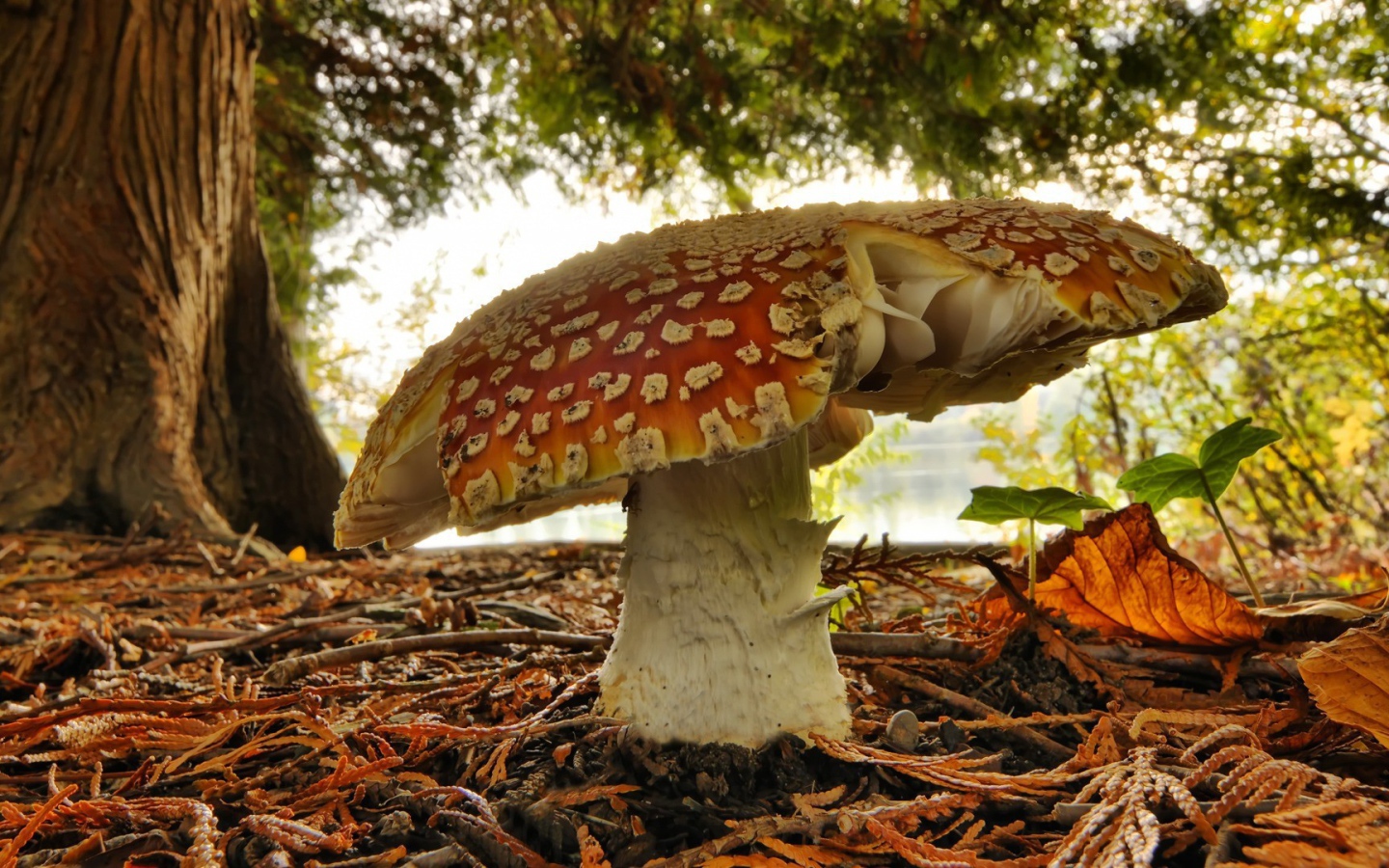 Одинокий старый гриб мухомор