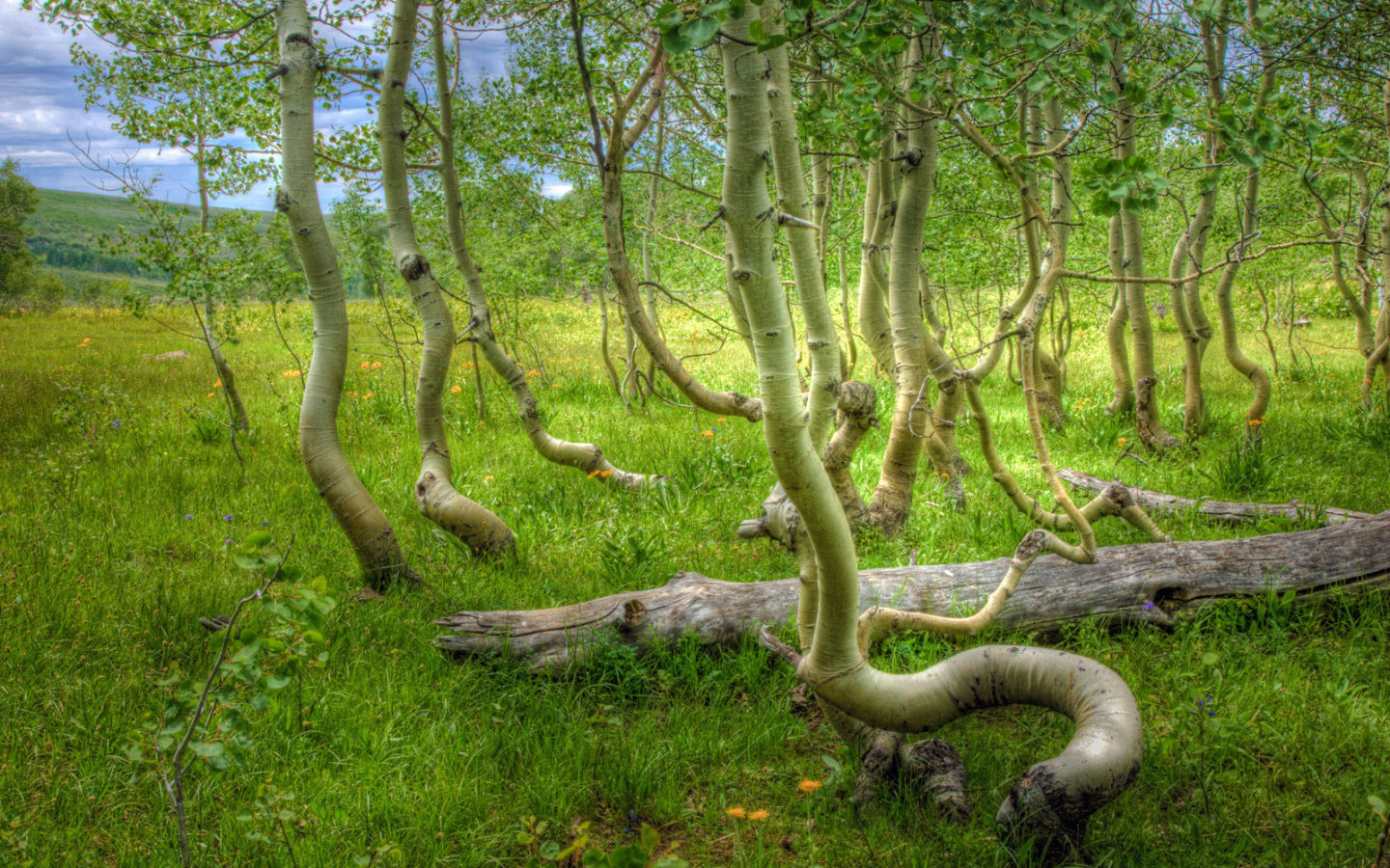 Кривые деревья