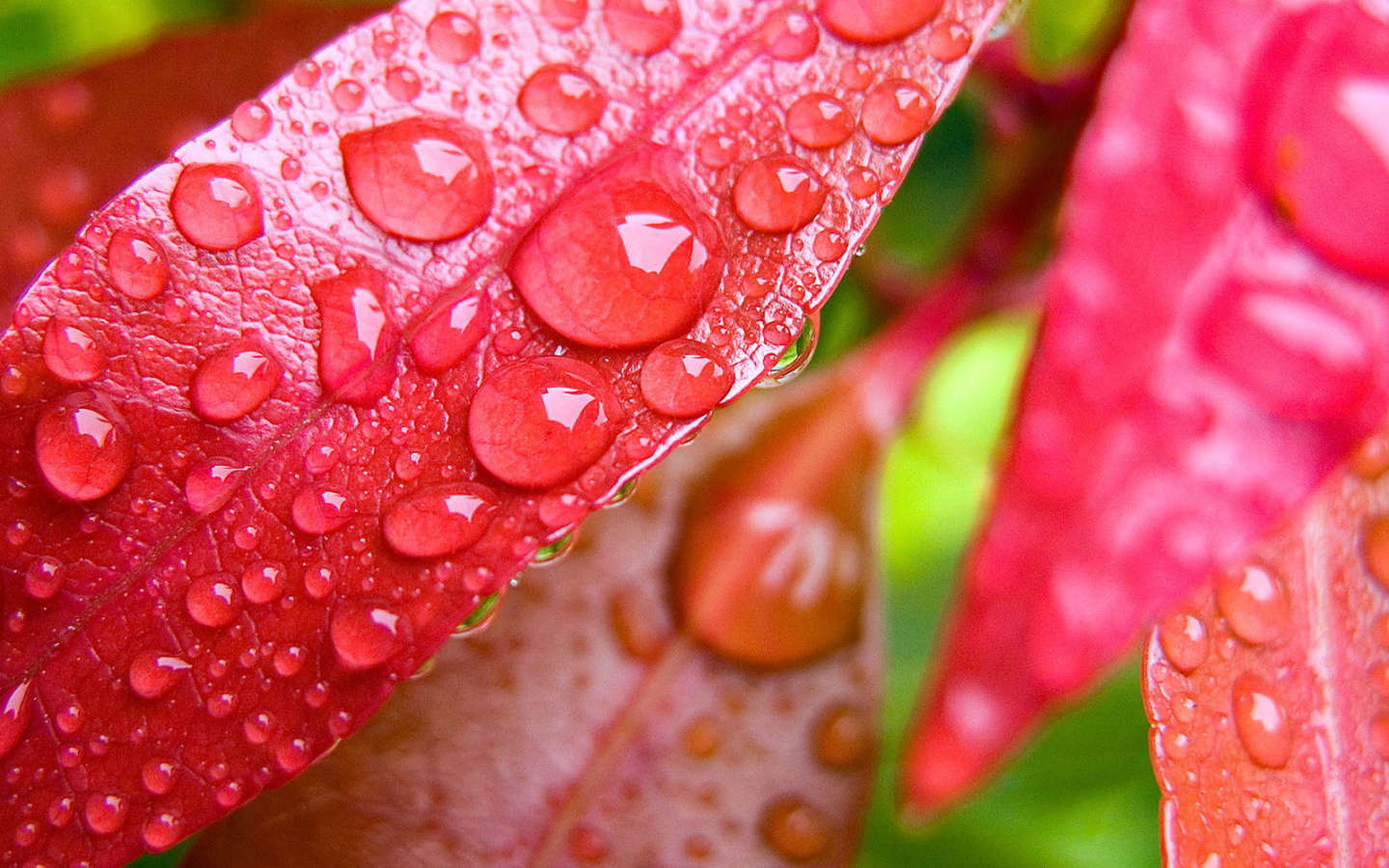 Капли на красных листьях