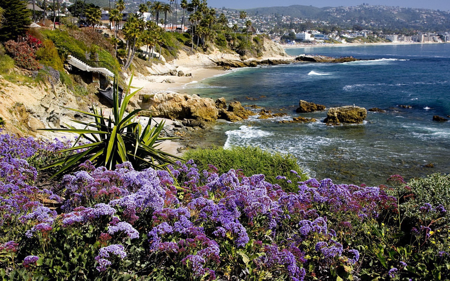 Экзотические растения на берегу моря