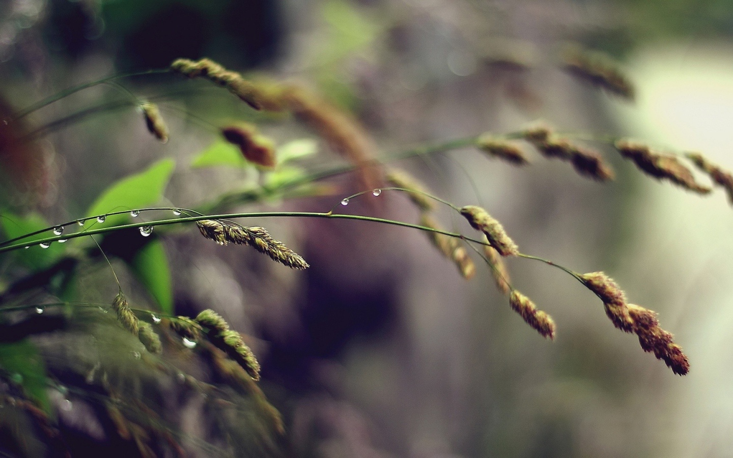Полевая трава, капли воды