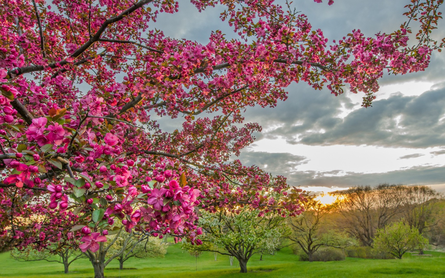 Цветущие деревья в плодовом саду