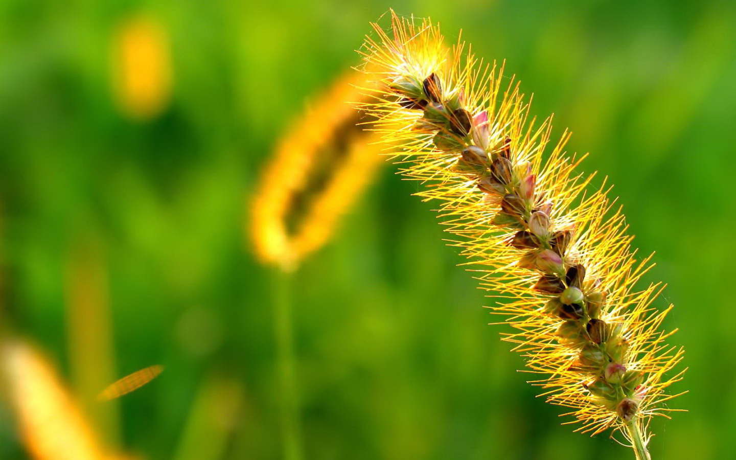 Пушистый колосок