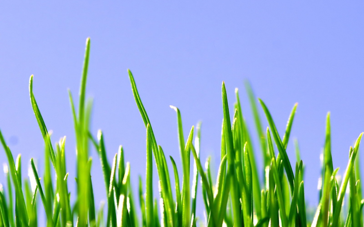 Grass seeds