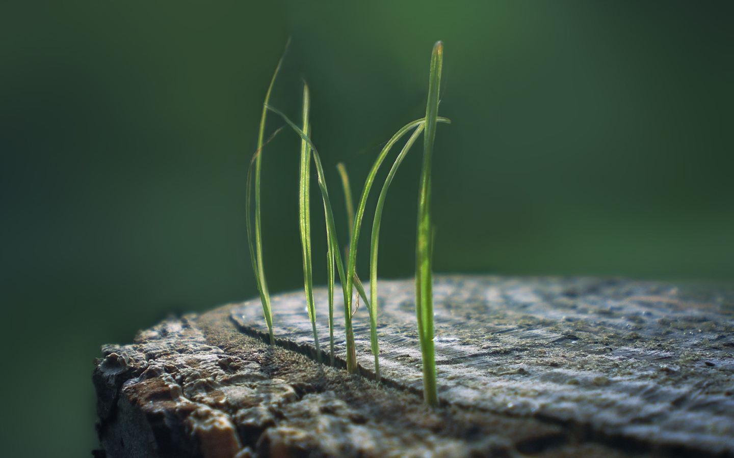 Ростки травы из пенька