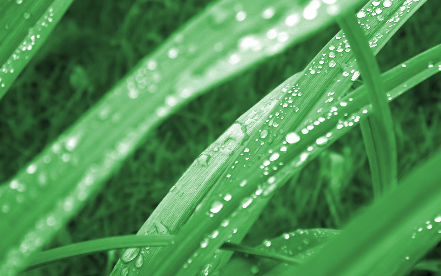 Зеленая трава в утренней росе