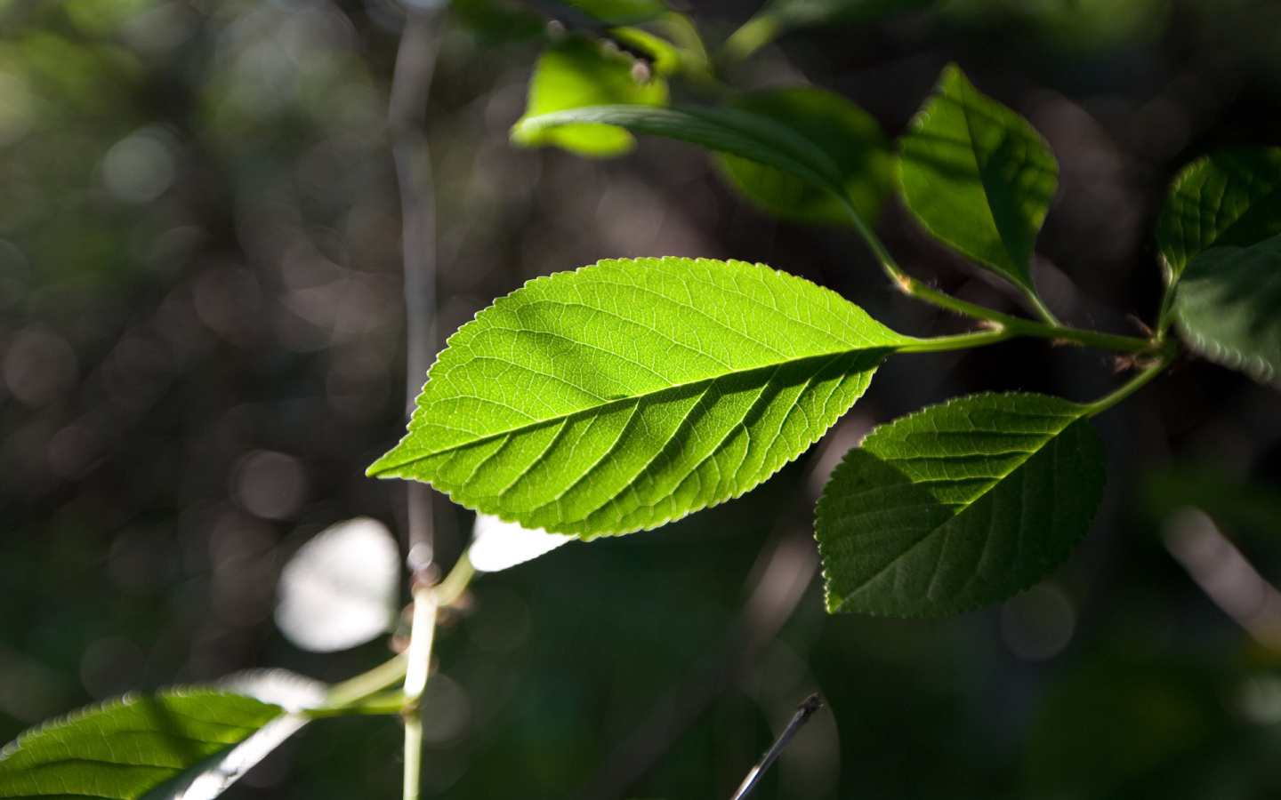 Зеленый лист на солнце