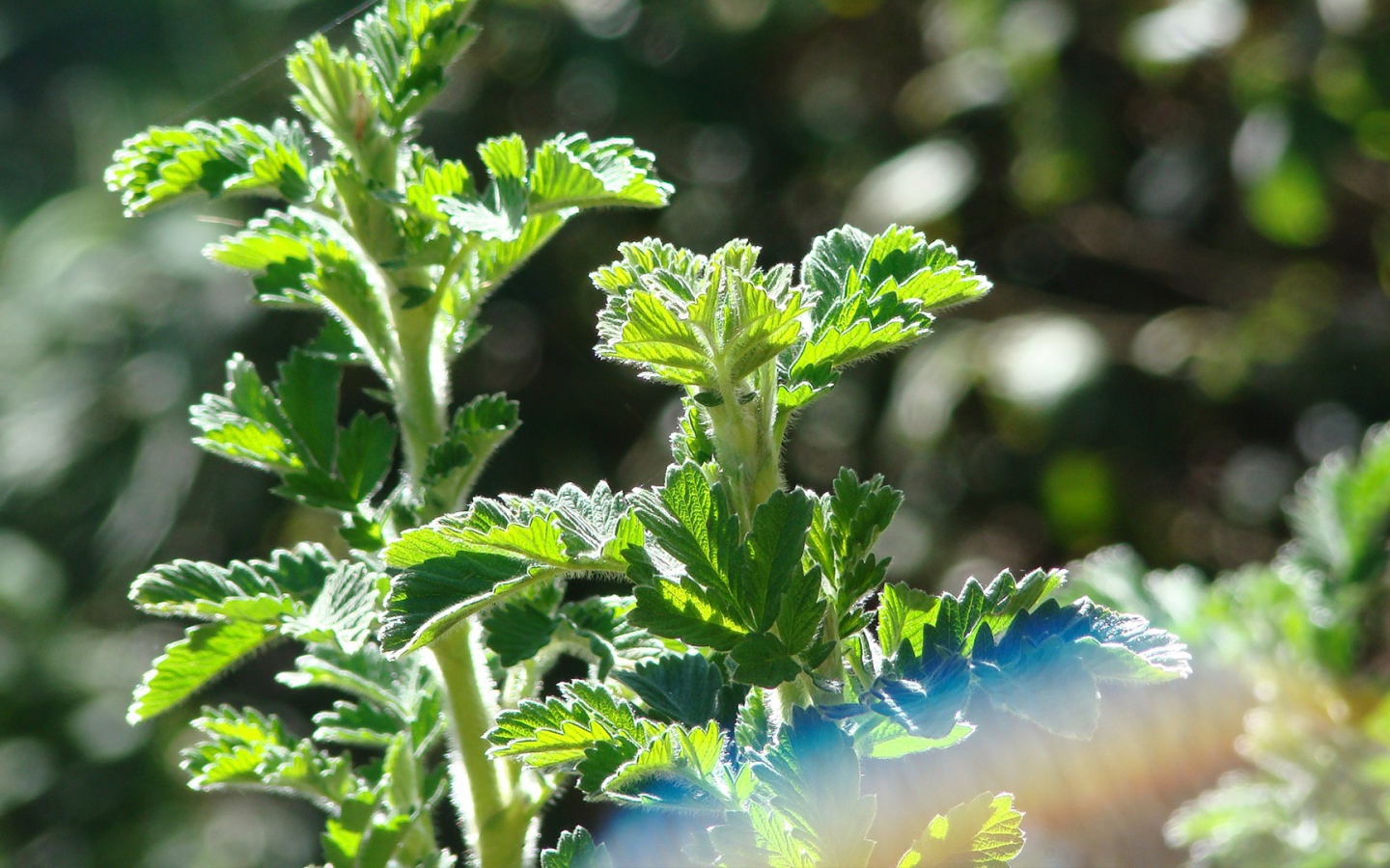 Зеленые ростки в лучах солнца