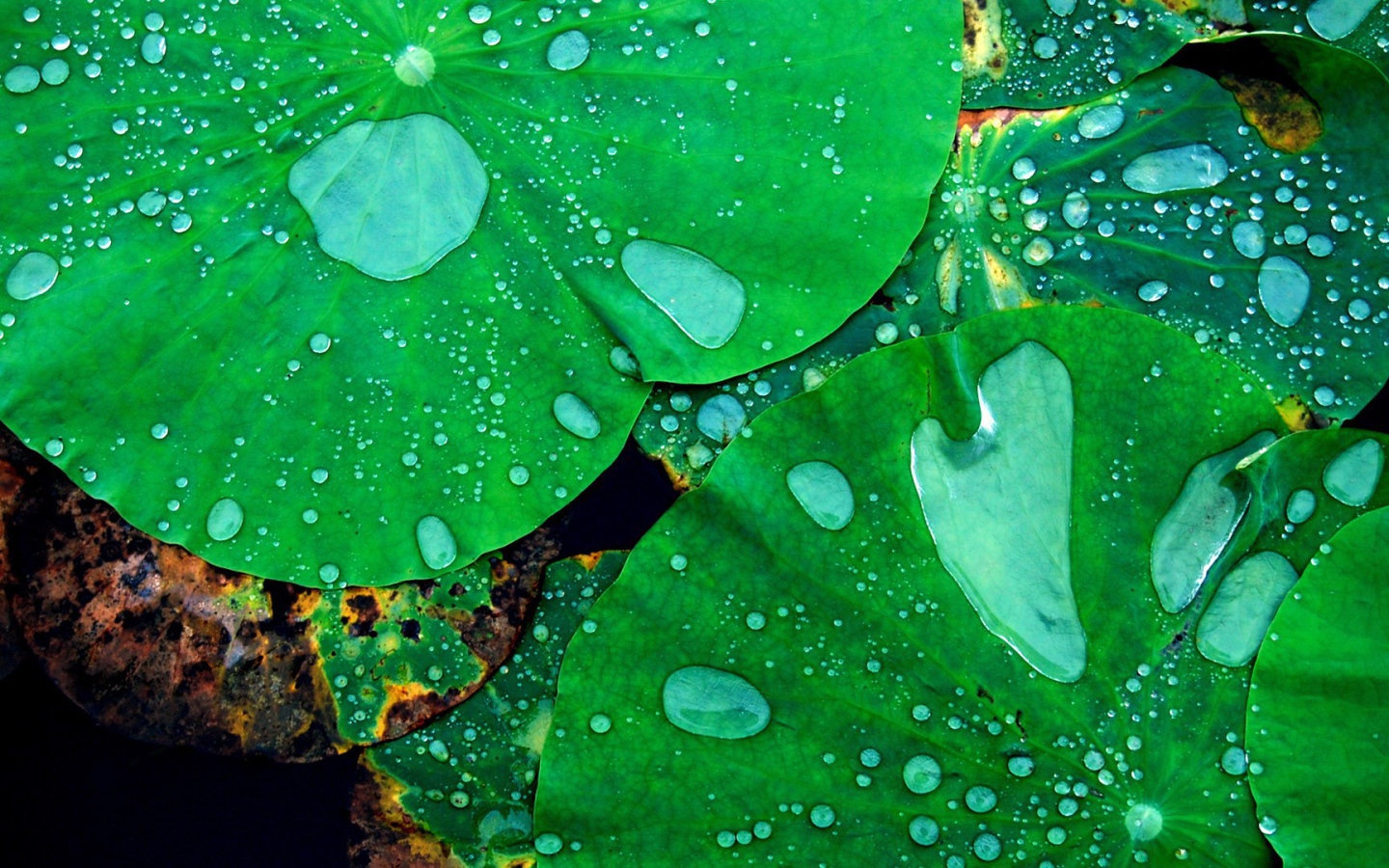 Листья кувшинок в воде