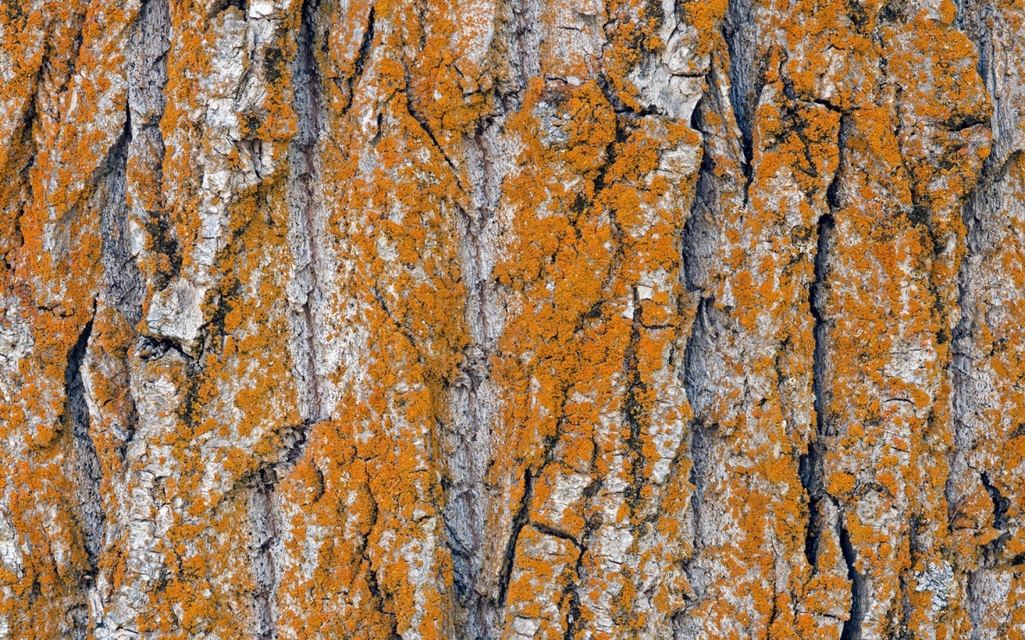Оранжевый лишай на коре дерева