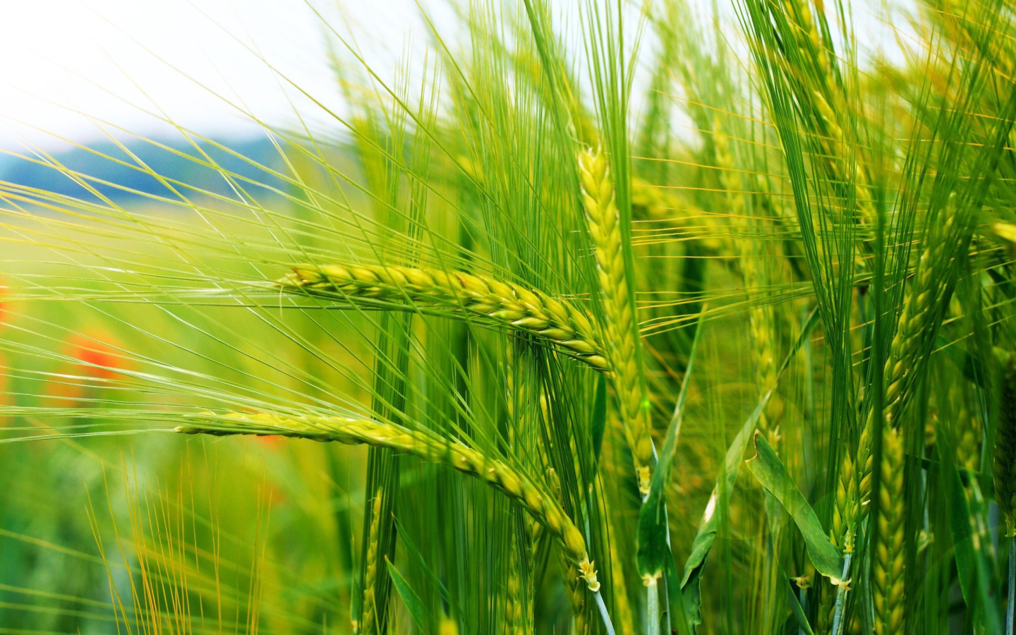 Нежно зеленые колоски пшеницы