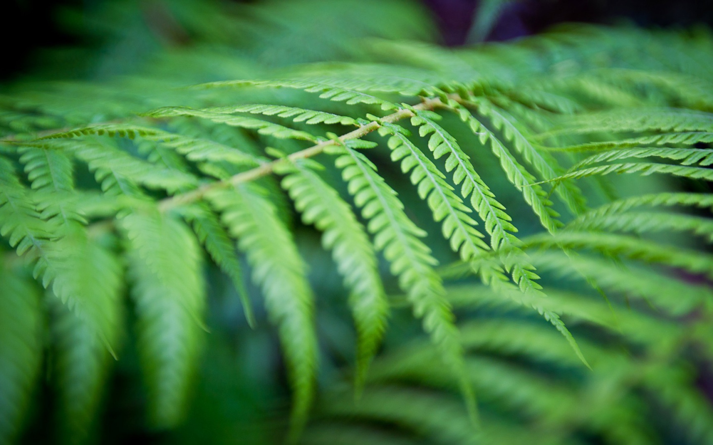 Фото листьев папоротника вблизи