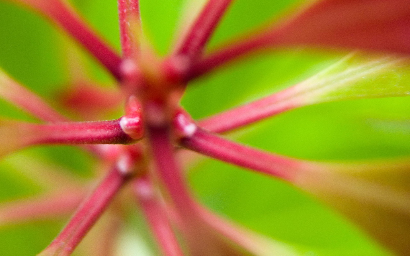 Розовые стебли растения