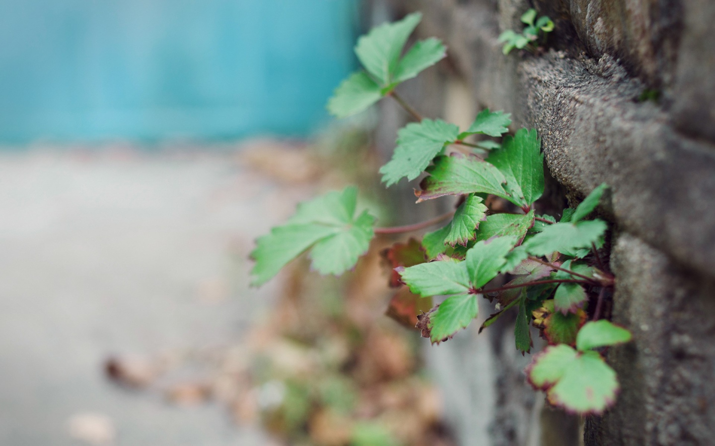 Растения пробиваются сквозь забор