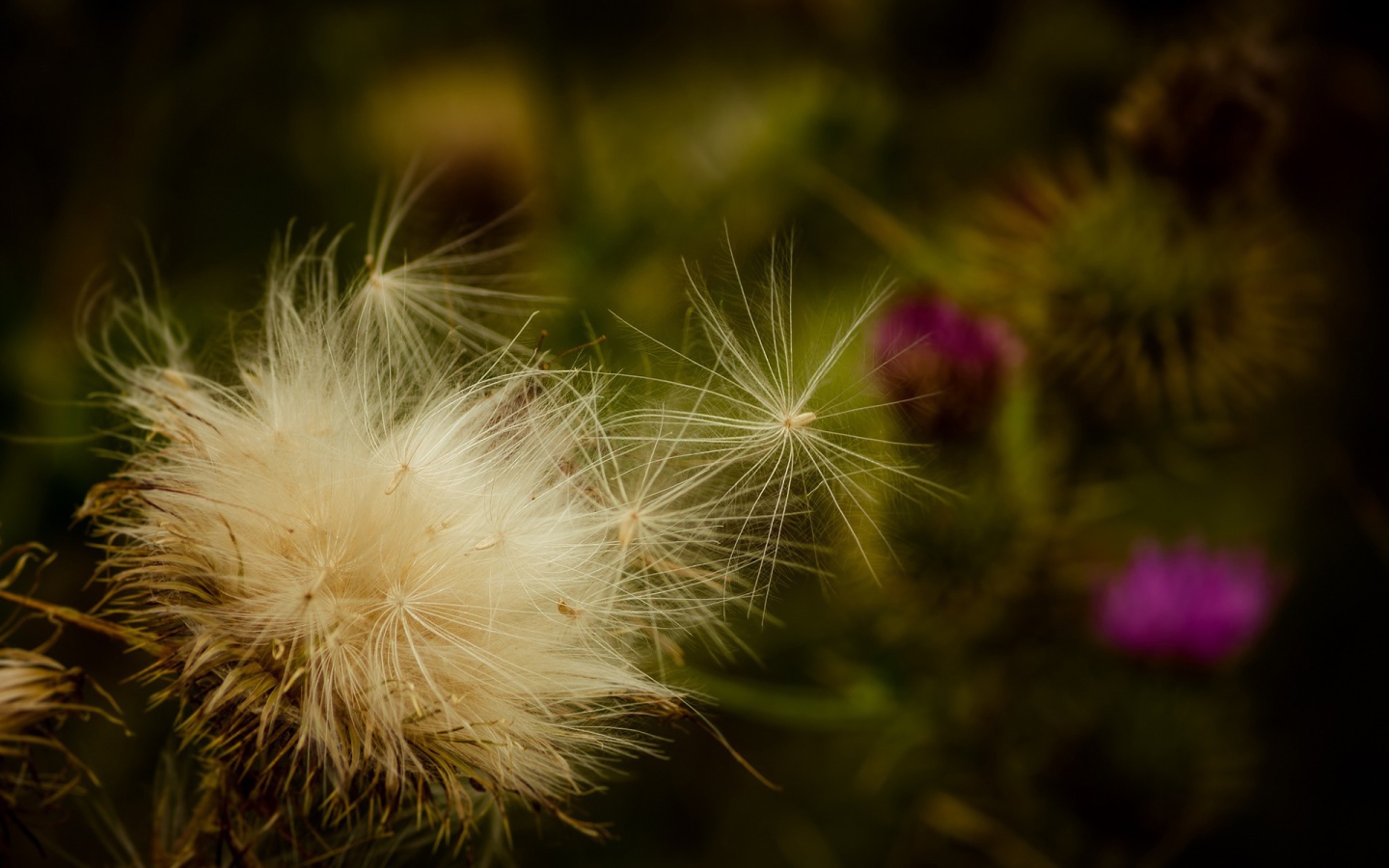 Пух дикого растения