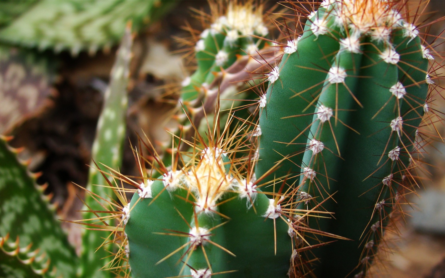 Колючие зеленые кактусы
