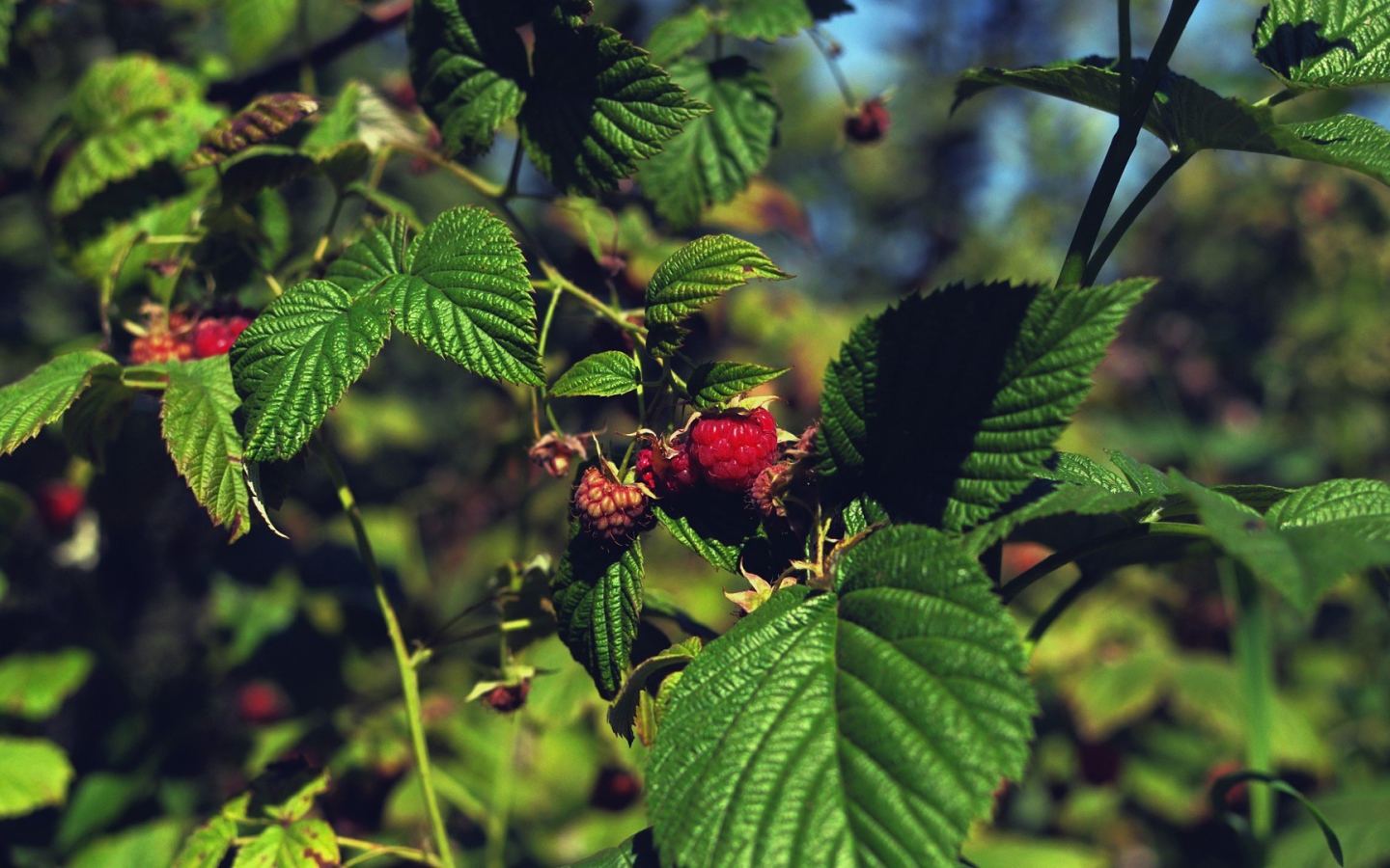 Малина созревает на кустах