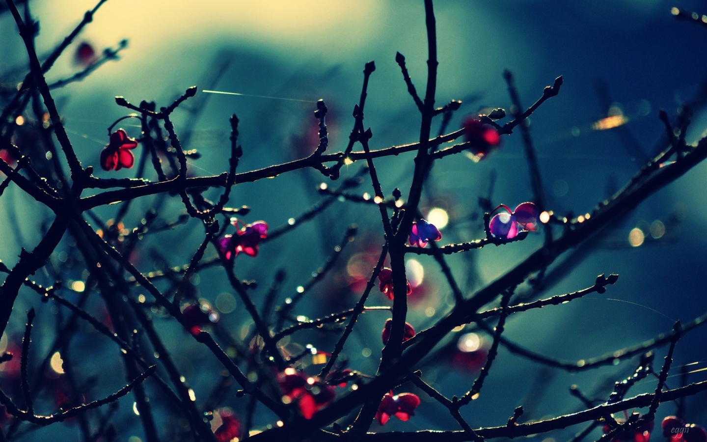 Красные цветы на голых ветках