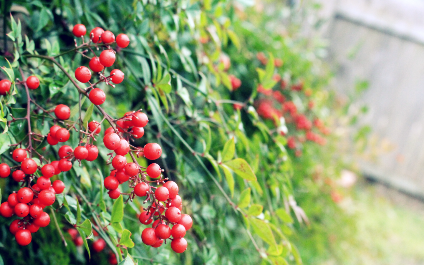 Маленькие красные ягоды на кустах