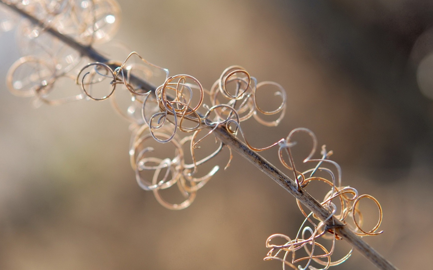 Спирали растения на ветке