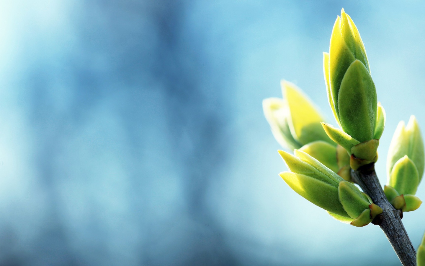 Распускаются весенние почки