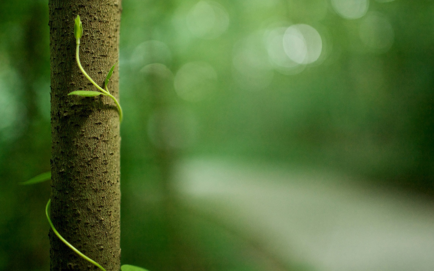 Росток обвивает ствол дерева