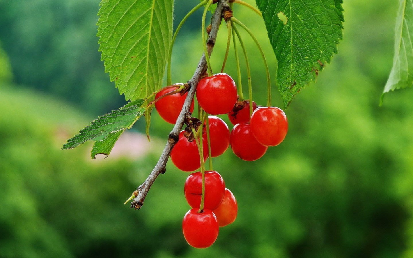 Гроздь полупрозрачных вишен