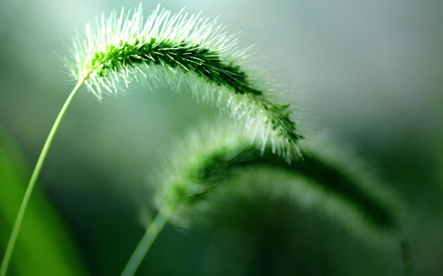 Два колоска дикого растения