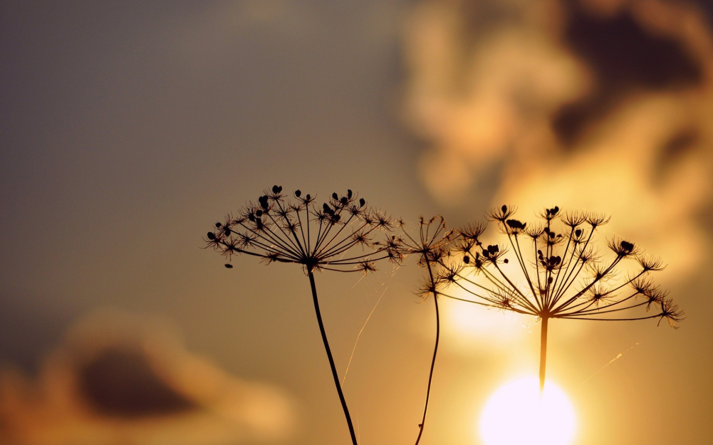 Зонтики с семенами растений