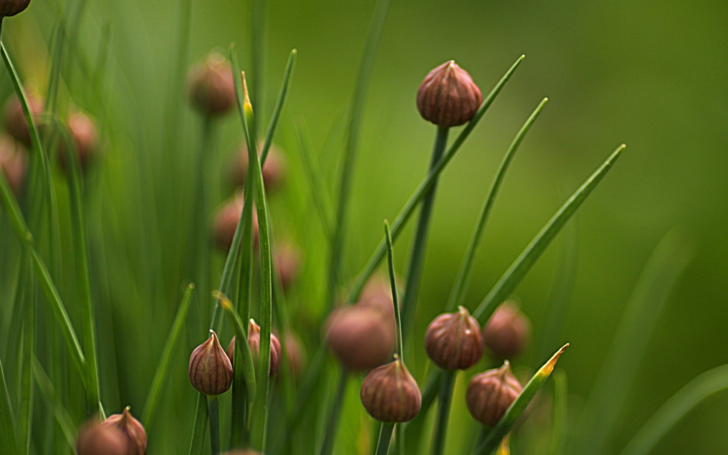 Нераскрывшиеся бутоны полевых цветов